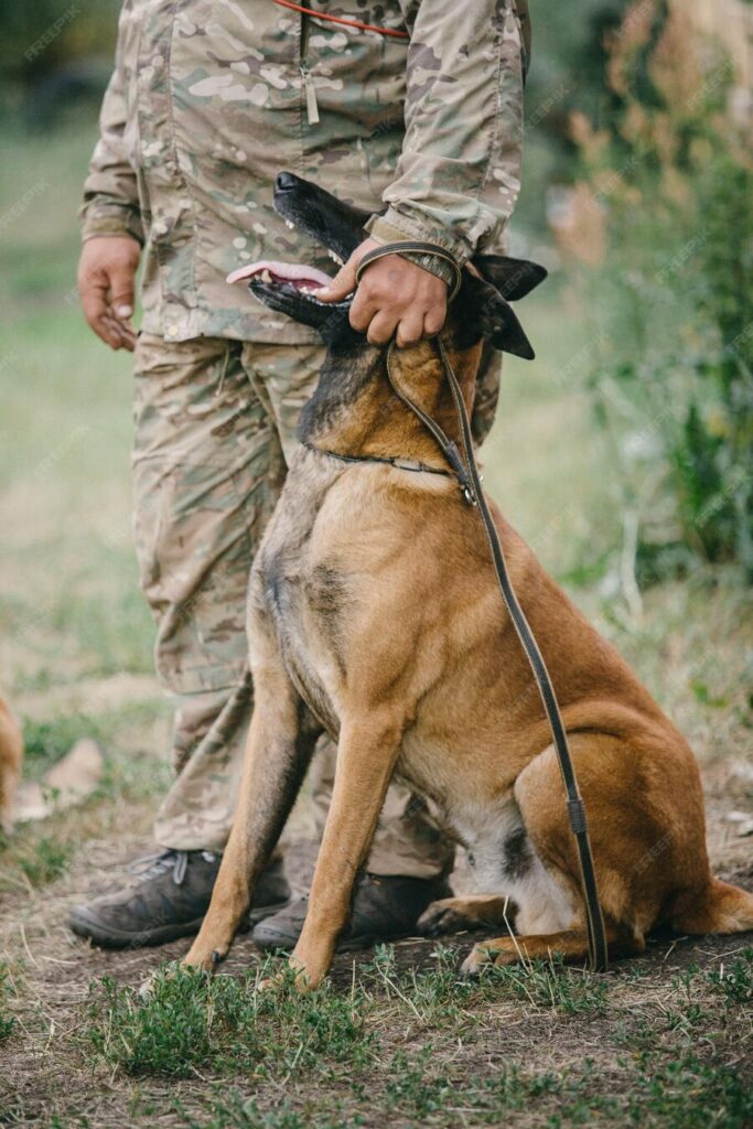 Chien aide militaire